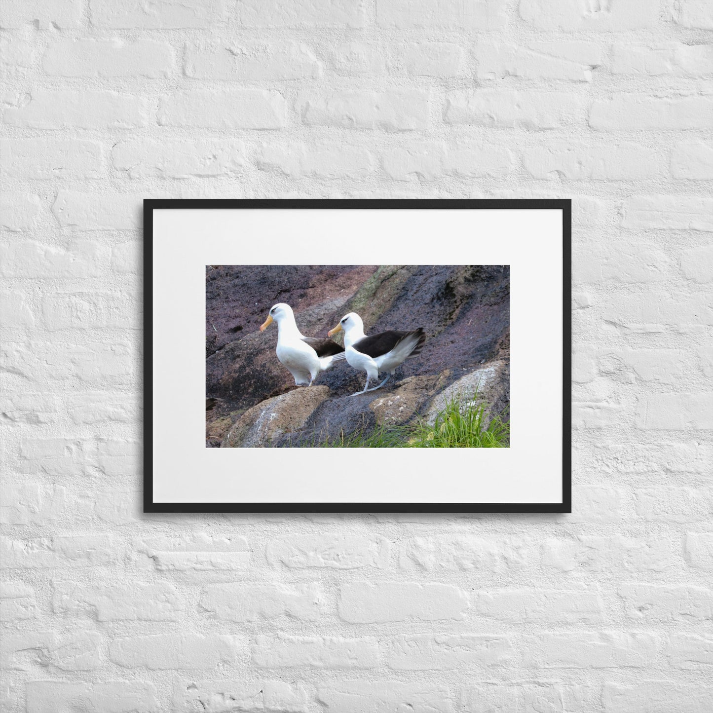 Campbell Island Albatross - Matte Paper Framed Poster With Mat - Jamie Van Jones#Nature#
