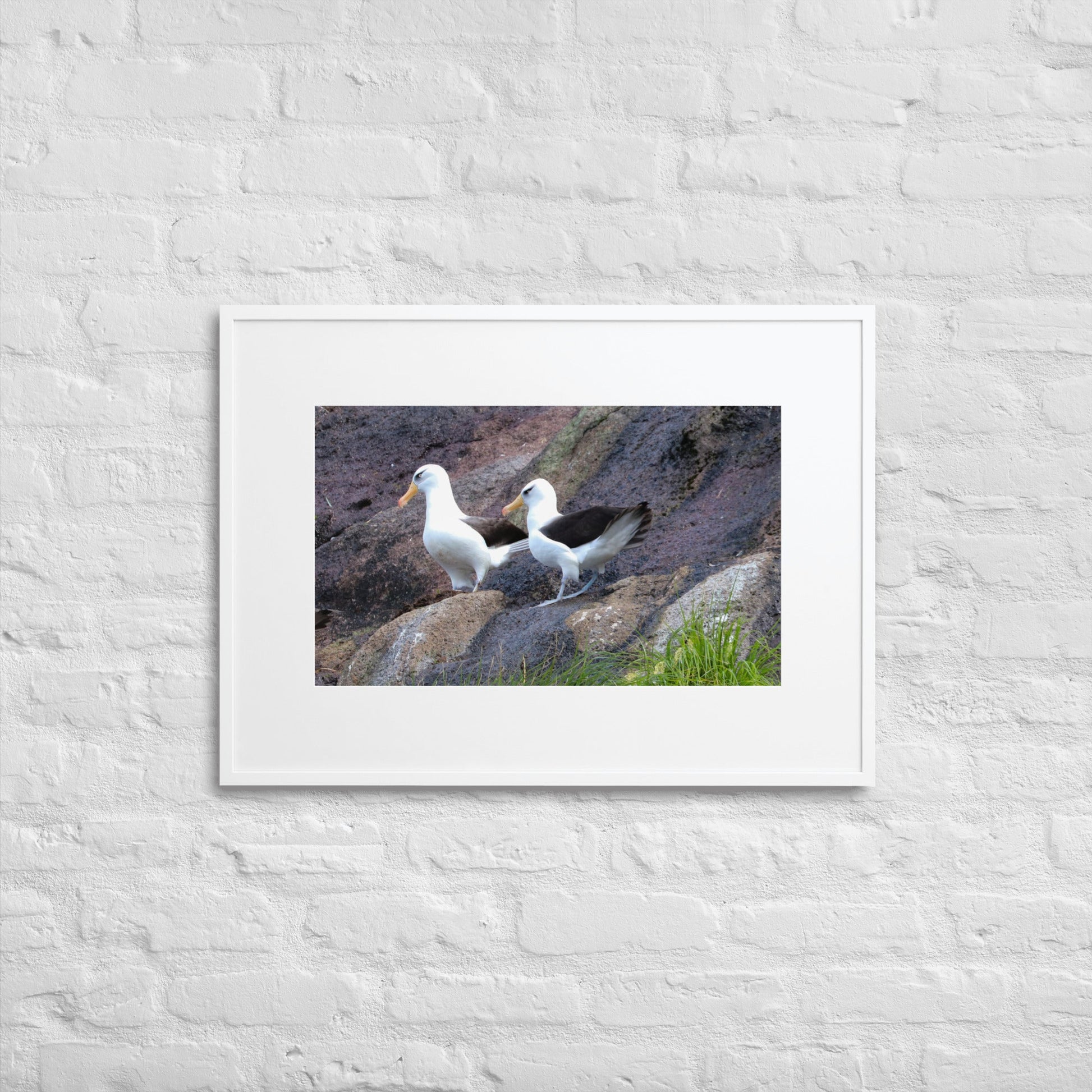 Campbell Island Albatross - Matte Paper Framed Poster With Mat - Jamie Van Jones#Nature#