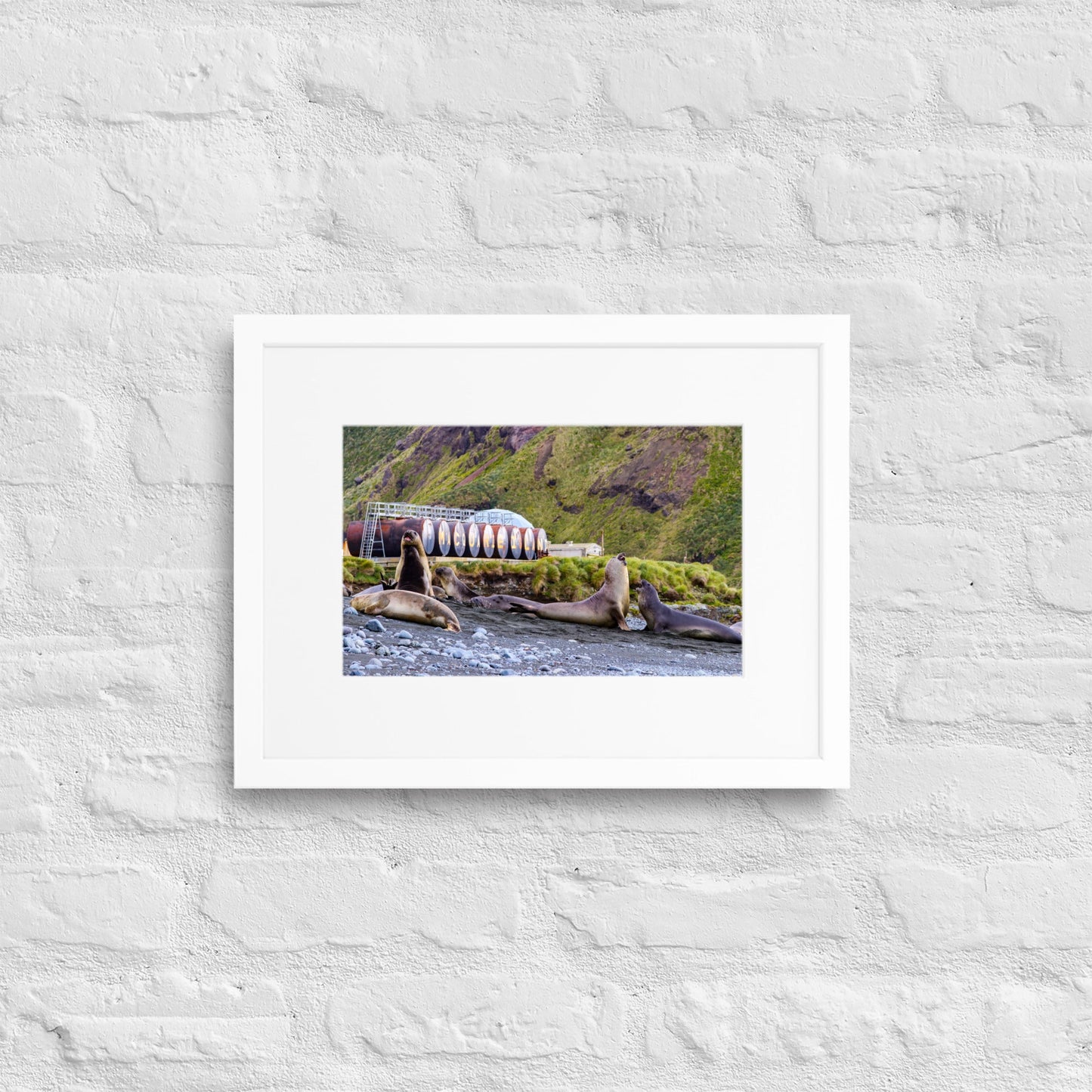 Elephant Seal Fights Matte Paper Framed Poster With Mat - Jamie Van Jones#Nature#