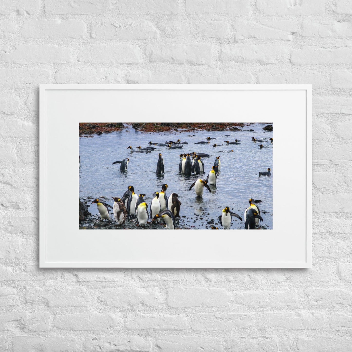 King Penguin Spa -Matte Paper Framed Poster With Mat - Jamie Van Jones#Nature#