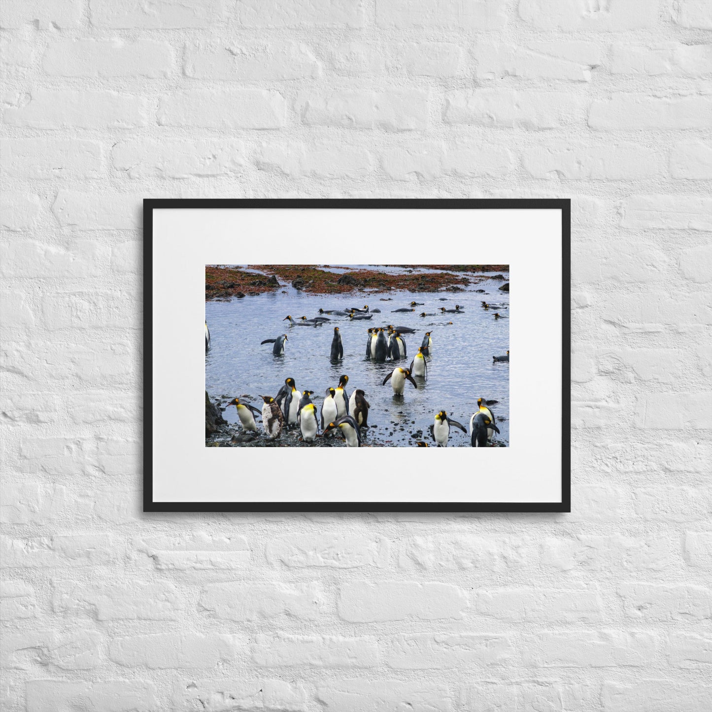King Penguin Spa -Matte Paper Framed Poster With Mat - Jamie Van Jones#Nature#