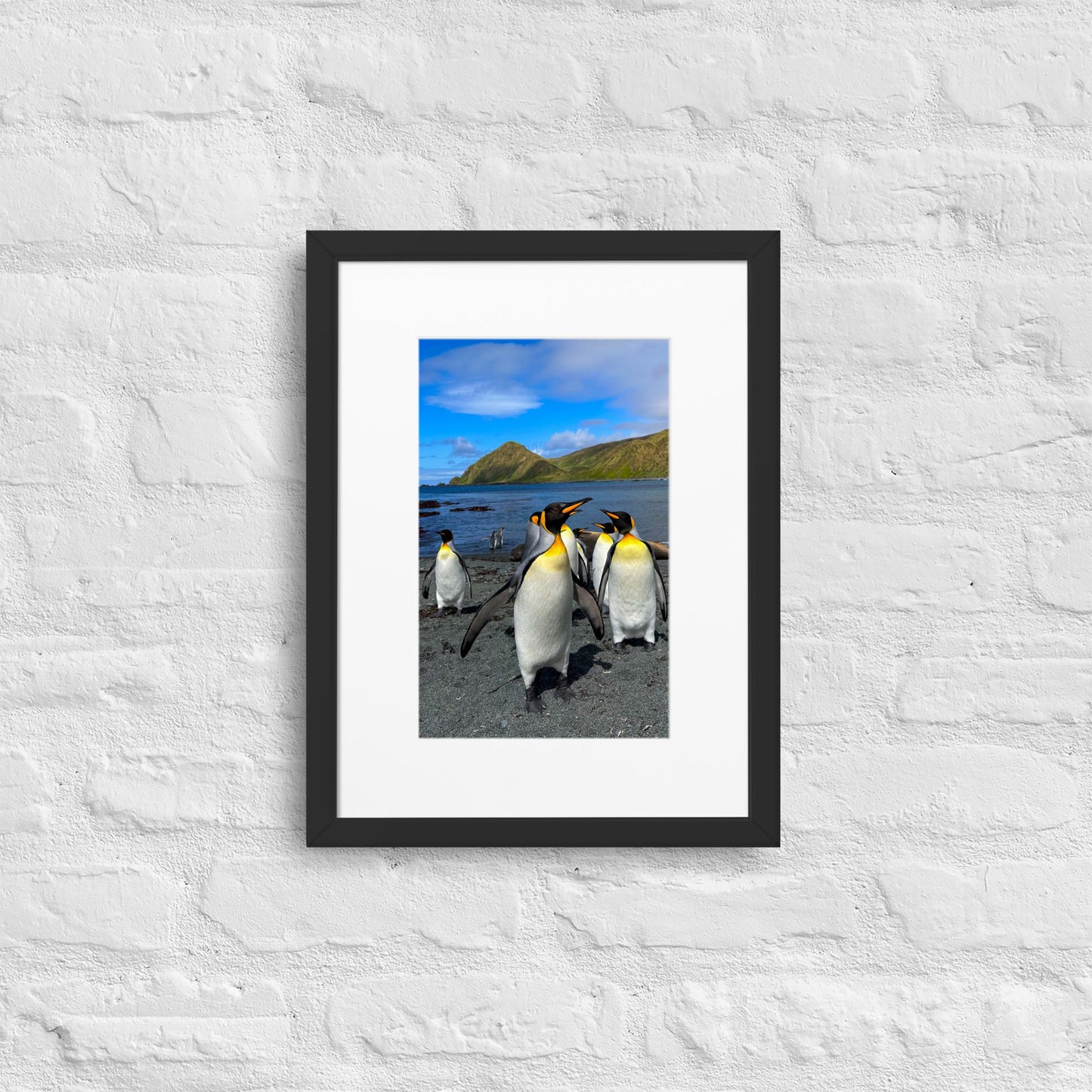 King Penguin with groupies- Matte Paper Framed Poster With Mat - Jamie Van Jones#Nature#
