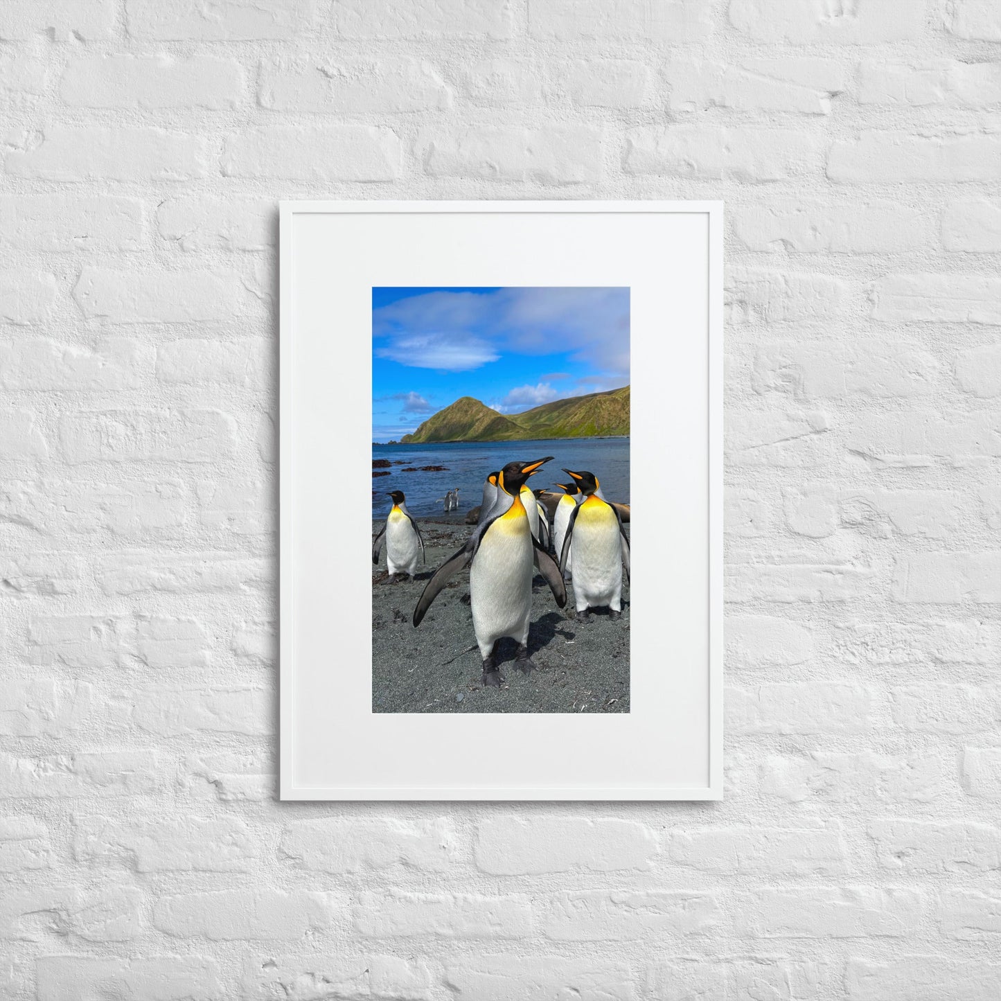 King Penguin with groupies- Matte Paper Framed Poster With Mat - Jamie Van Jones#Nature#