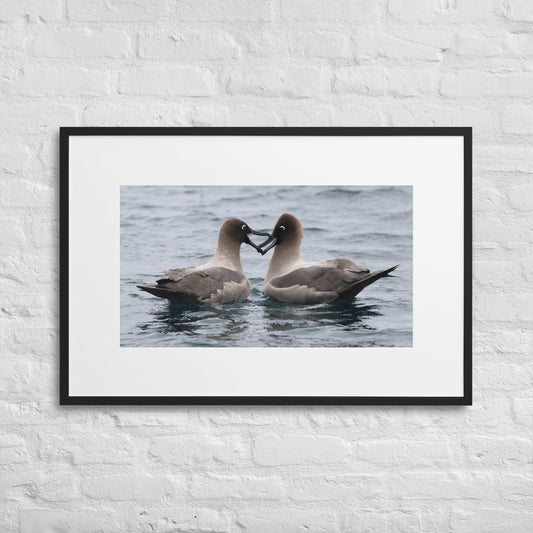 Light Mantle Sooty Albatross Kiss With Matting - Jamie Van Jones#Nature#