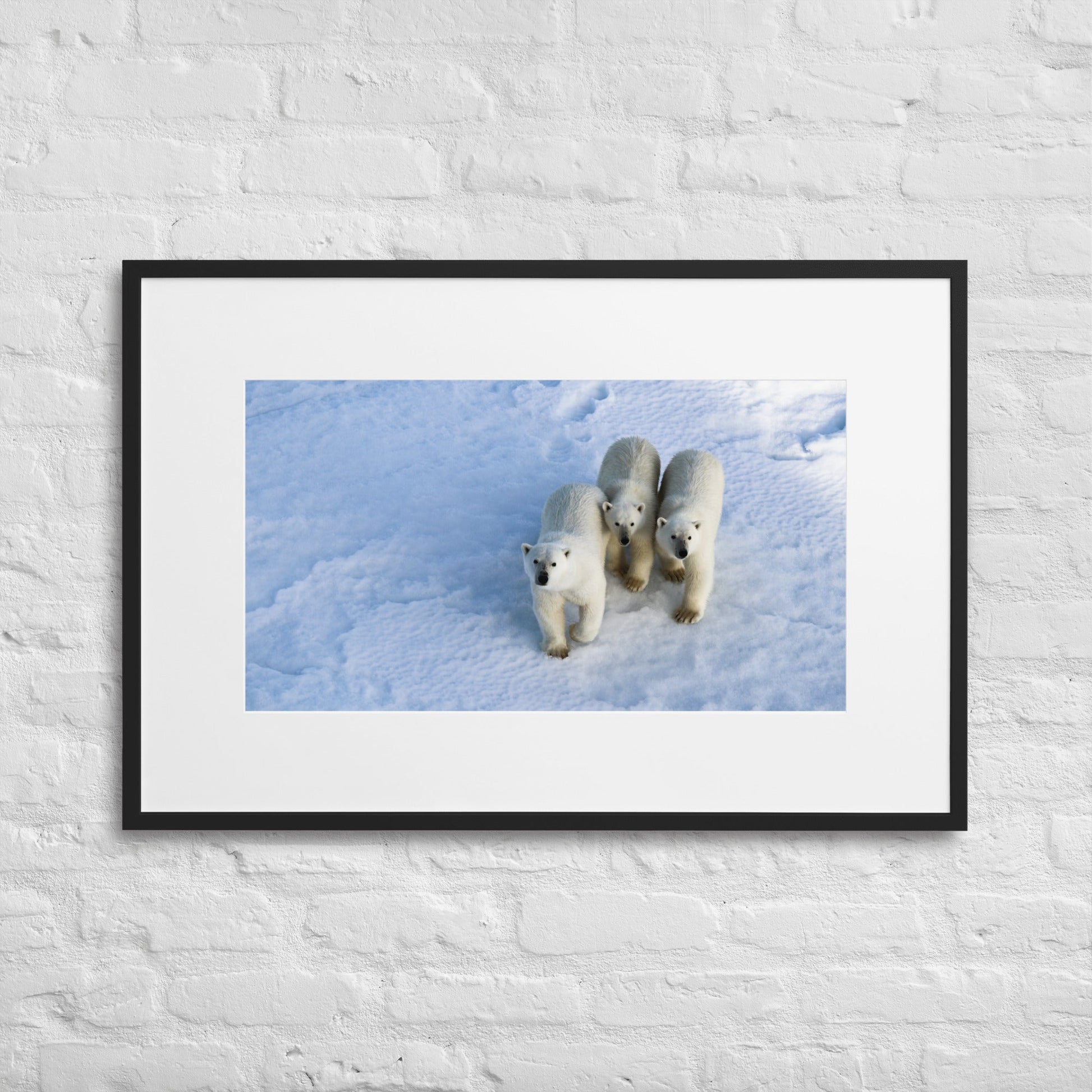 Polar Bear Mother and Cubs with Matting - Jamie Van JonesWildlife Photography#Nature#