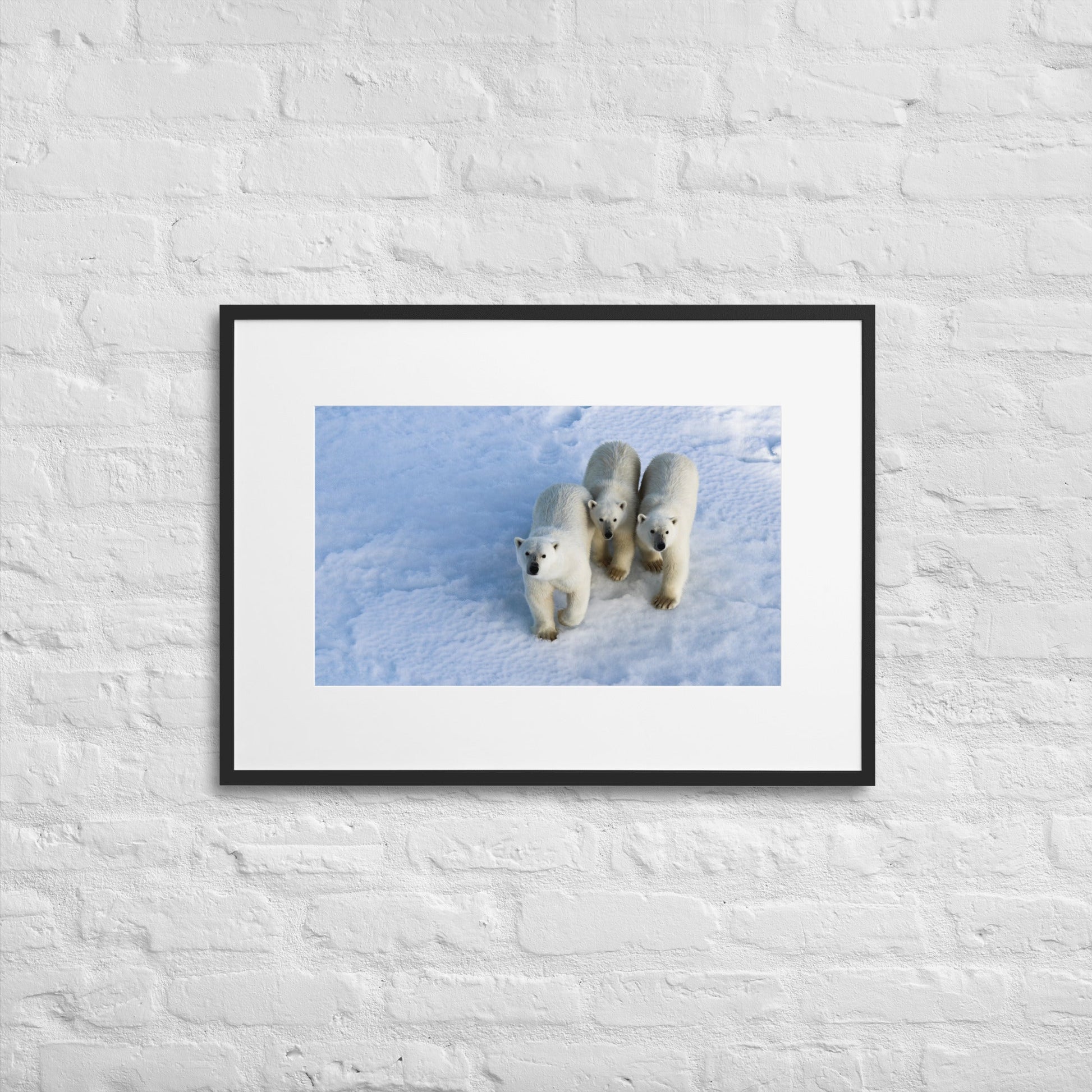 Polar Bear Mother and Cubs with Matting - Jamie Van JonesWildlife Photography#Nature#