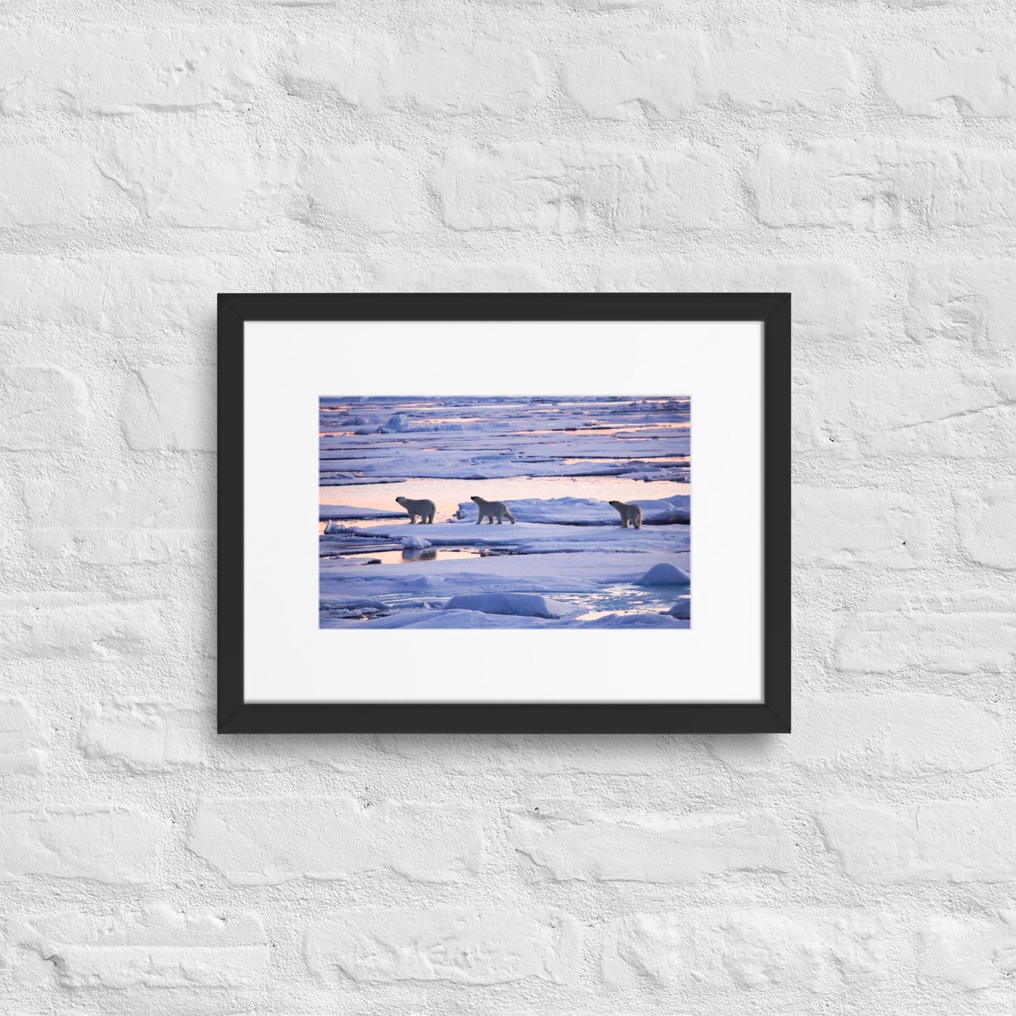 Polar Bears in Arctic Twilight - Matte Paper Framed Poster With Mat - Jamie Van Jones#Nature#