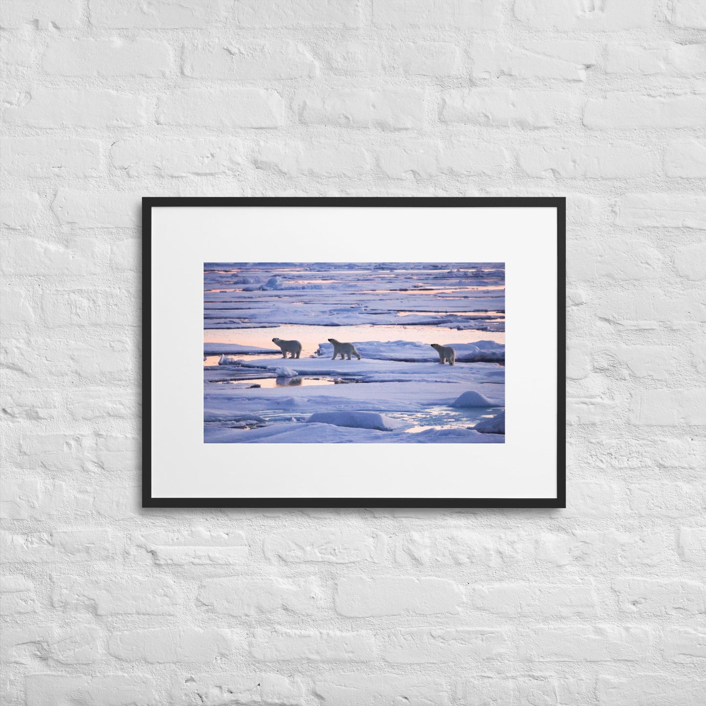 Polar Bears in Arctic Twilight - Matte Paper Framed Poster With Mat - Jamie Van Jones#Nature#