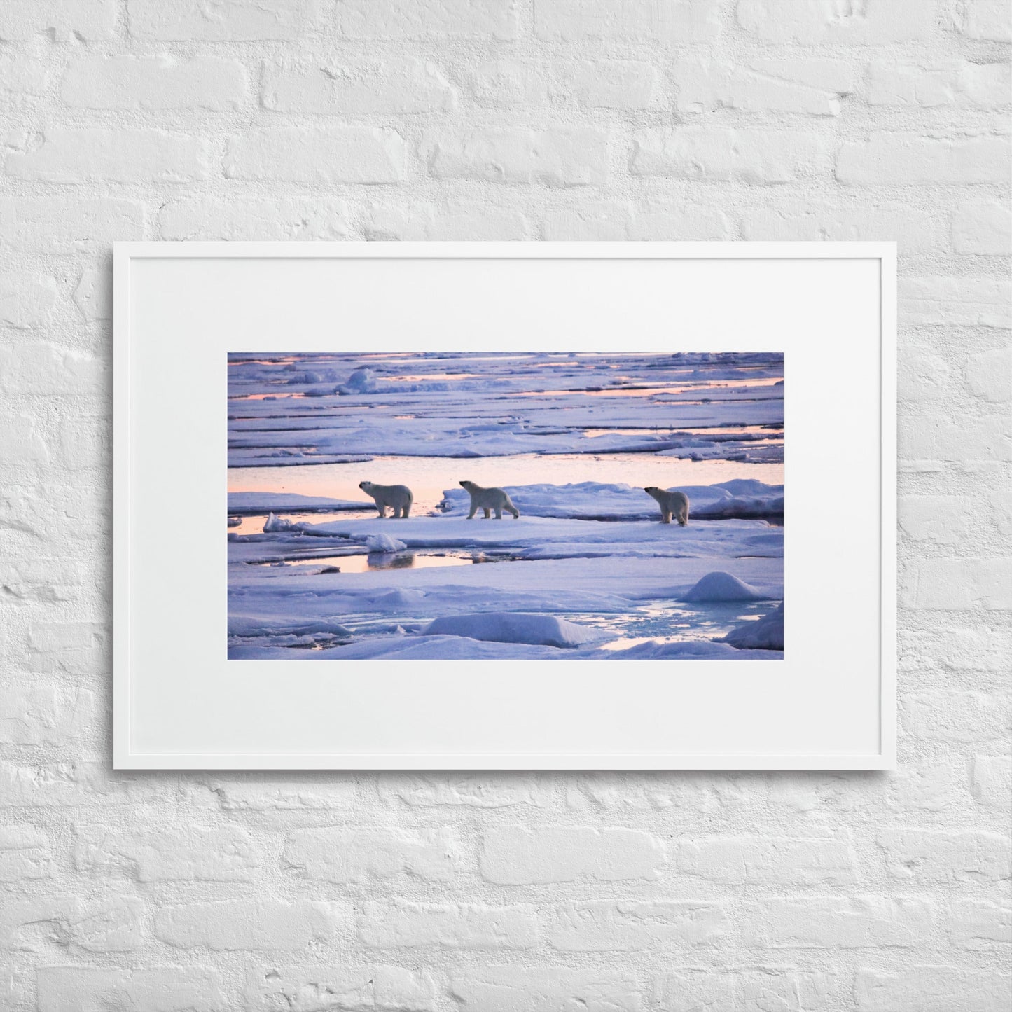 Polar Bears in Arctic Twilight - Matte Paper Framed Poster With Mat - Jamie Van Jones#Nature#