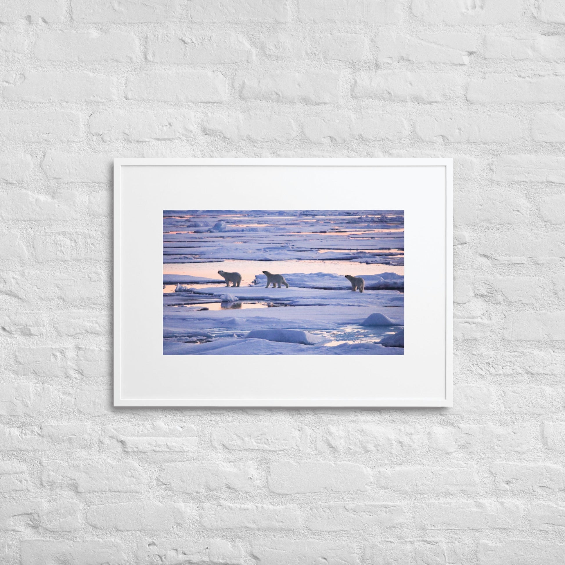 Polar Bears in Arctic Twilight - Matte Paper Framed Poster With Mat - Jamie Van Jones#Nature#