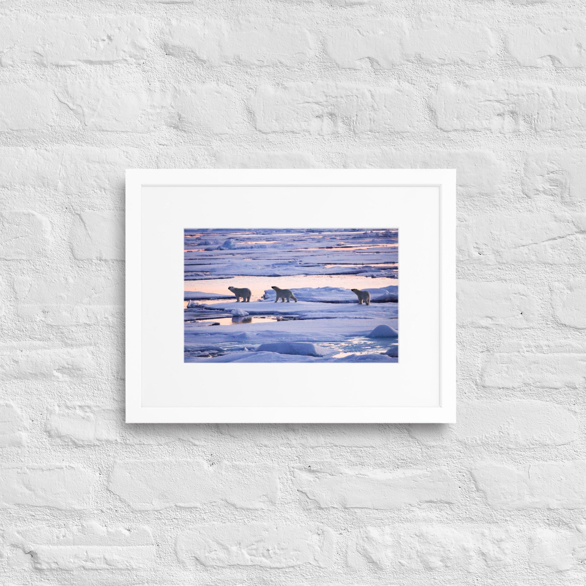 Polar Bears in Arctic Twilight - Matte Paper Framed Poster With Mat - Jamie Van Jones#Nature#