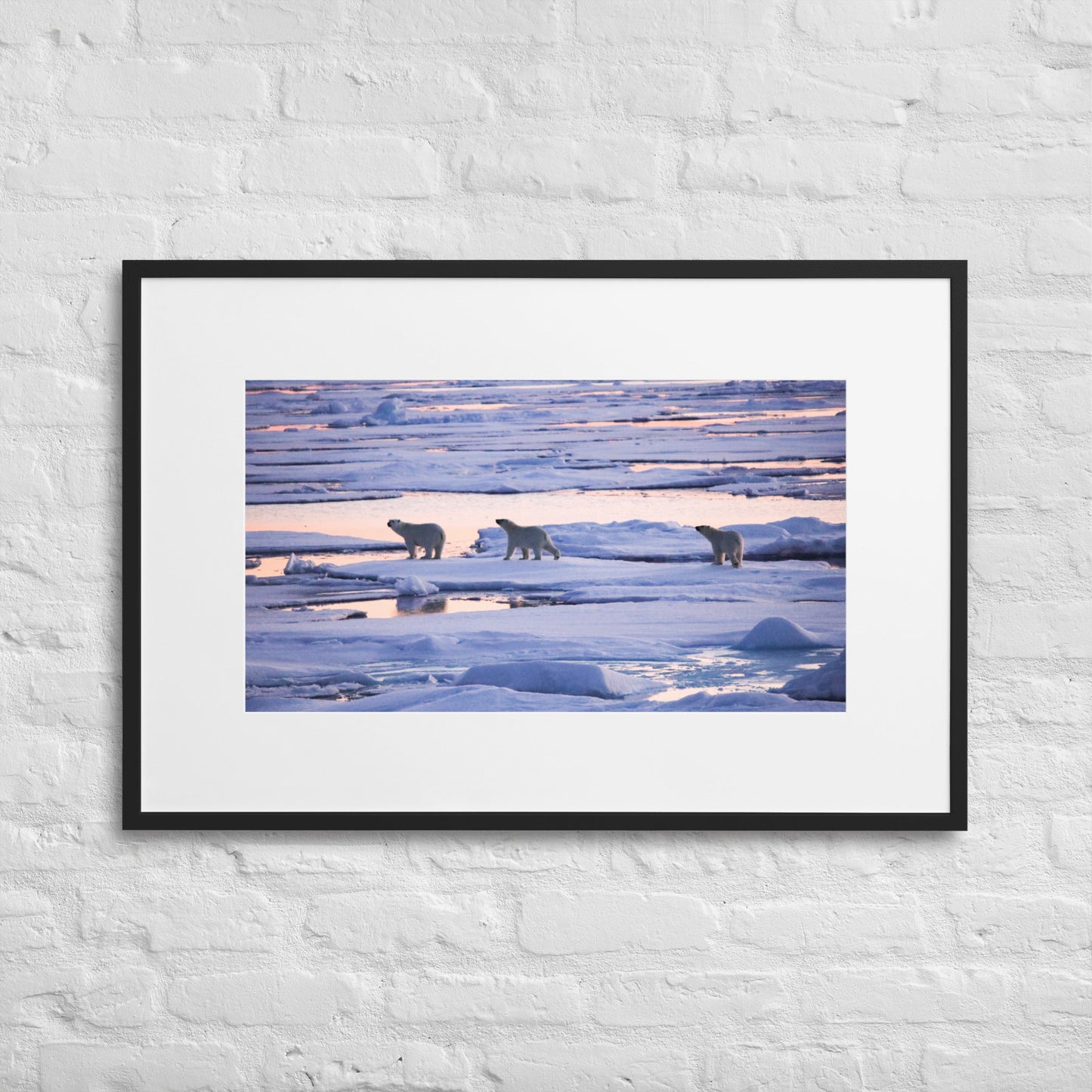 Polar Bears in Arctic Twilight - Matte Paper Framed Poster With Mat - Jamie Van Jones#Nature#