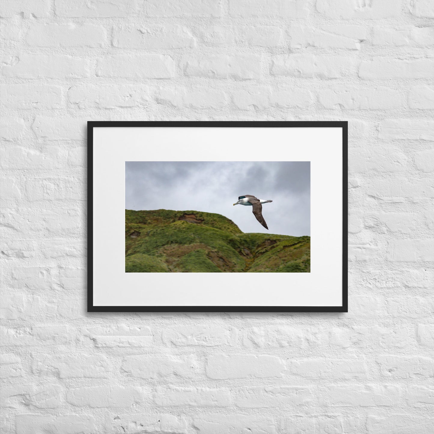 Salvin's Albatross Soaring over Macquarie - Matte Paper Framed Poster With Mat - Jamie Van Jones#Nature#