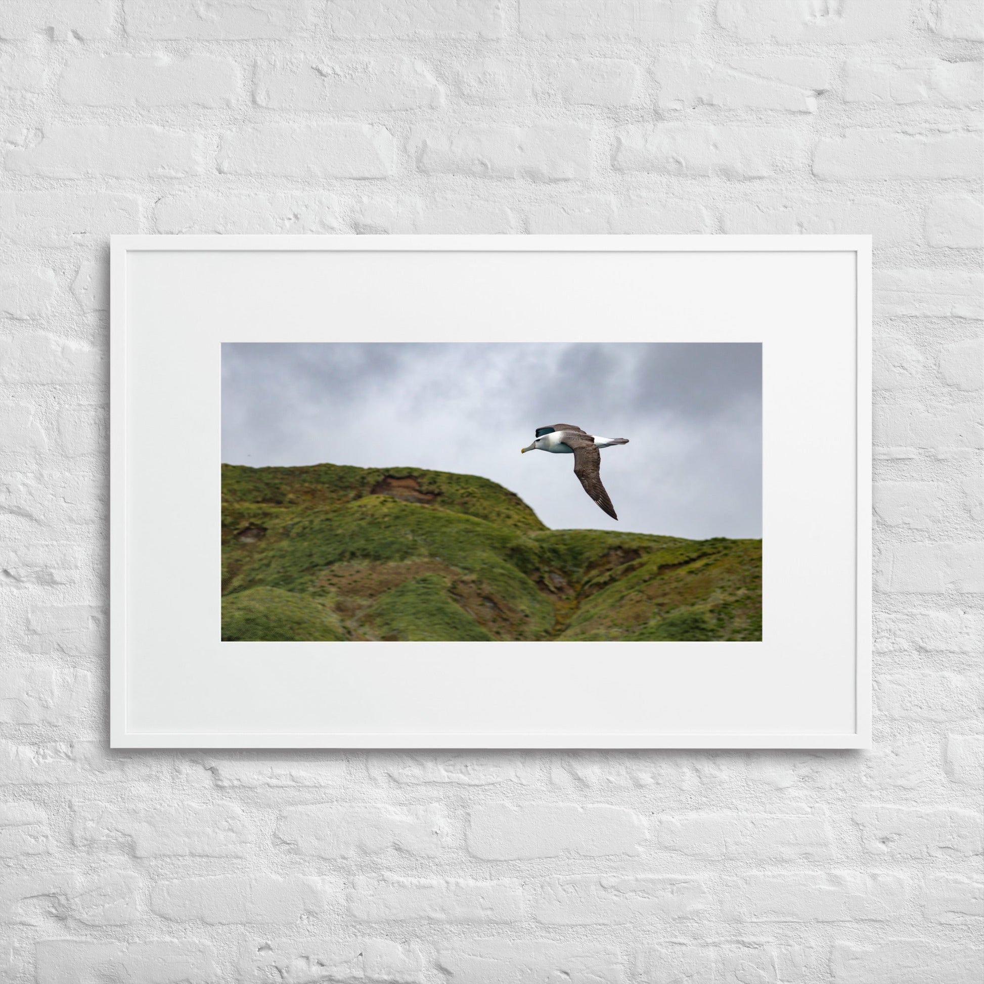 Salvin's Albatross Soaring over Macquarie - Matte Paper Framed Poster With Mat - Jamie Van Jones#Nature#