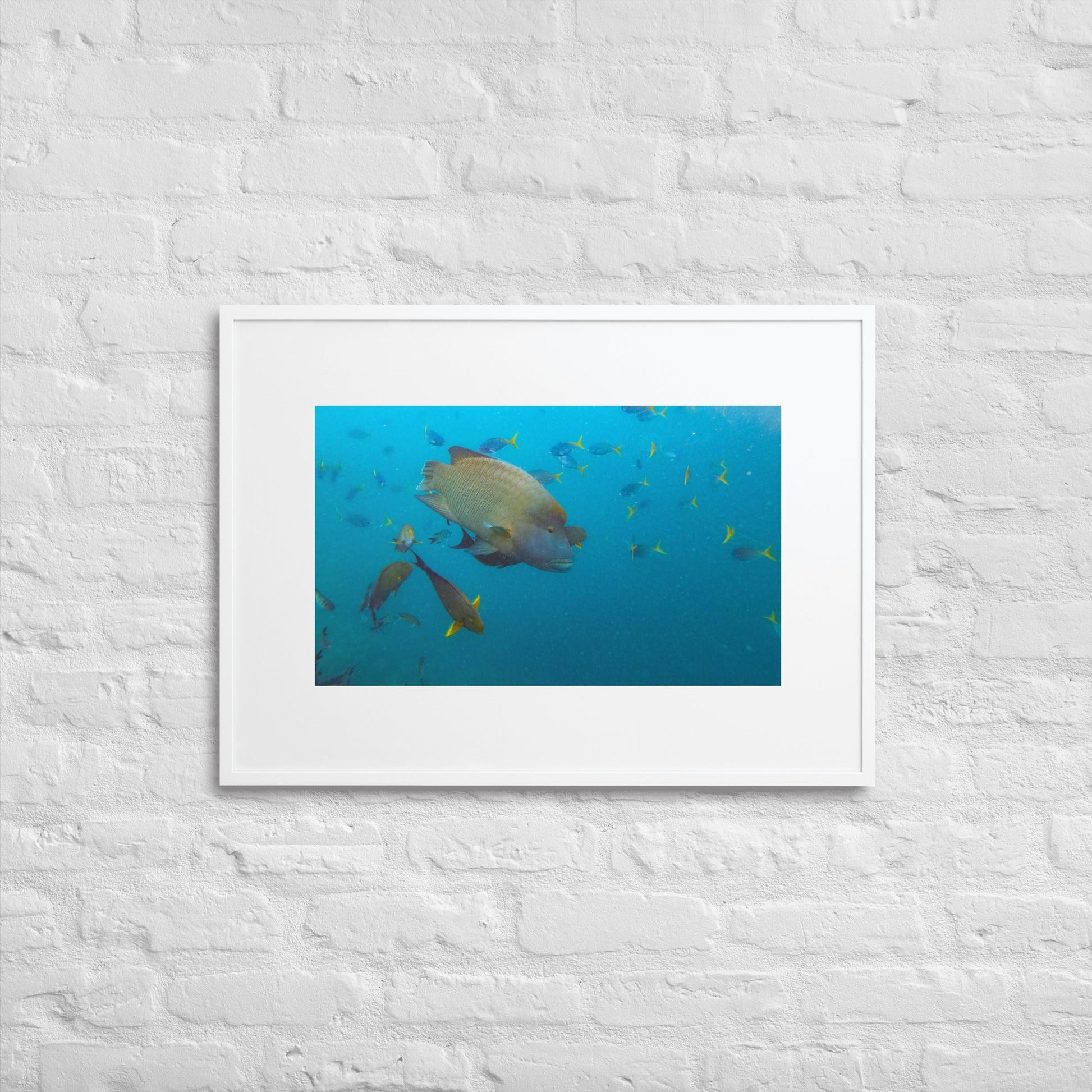 The humphead wrasse at Great Barrier Reef - Matte Paper Framed Poster With Mat - Jamie Van Jones#Nature#