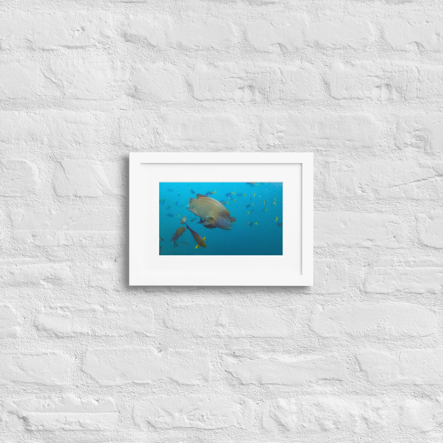 The humphead wrasse at Great Barrier Reef - Matte Paper Framed Poster With Mat - Jamie Van Jones#Nature#